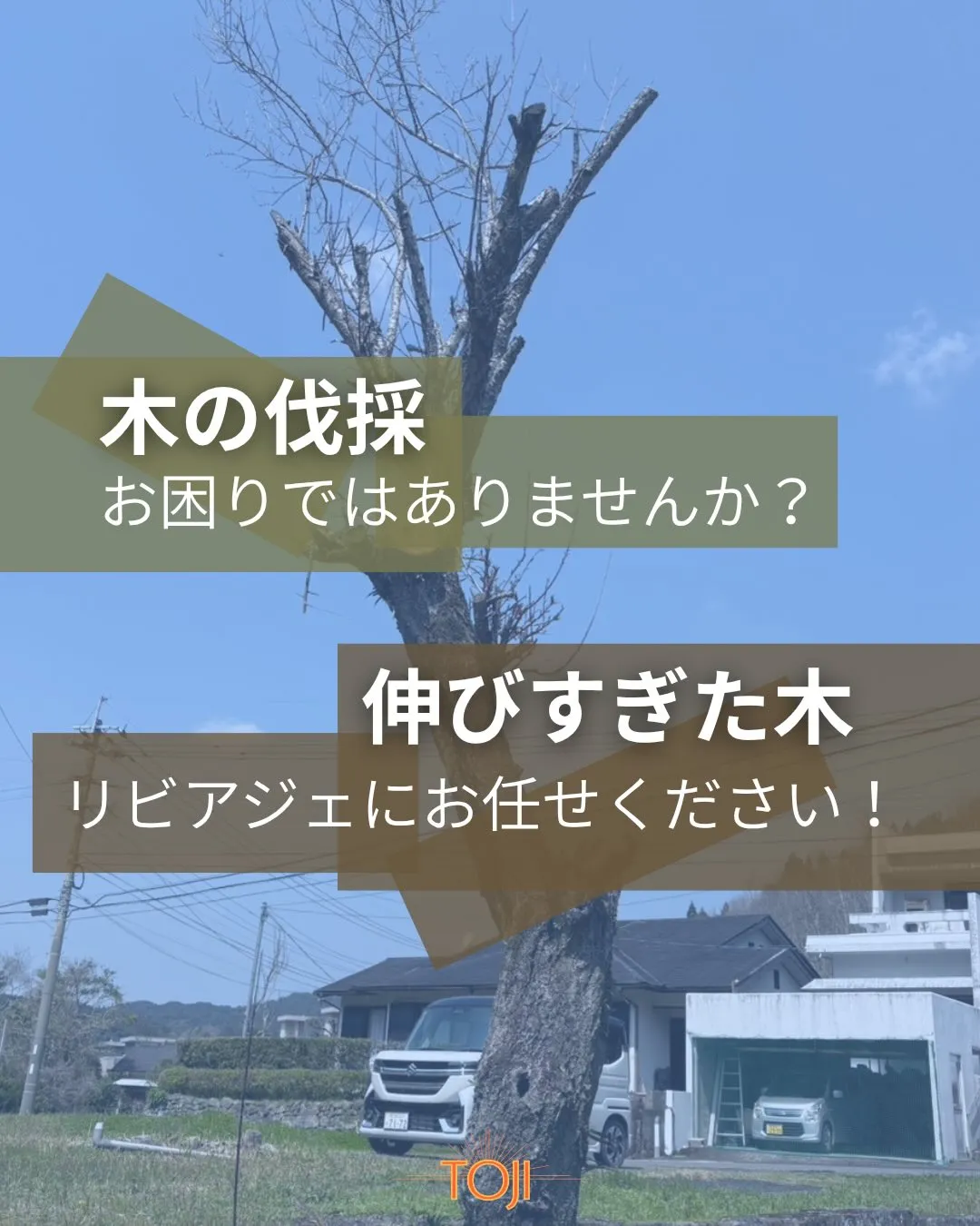 ✨【木の伐採前の様子】✨