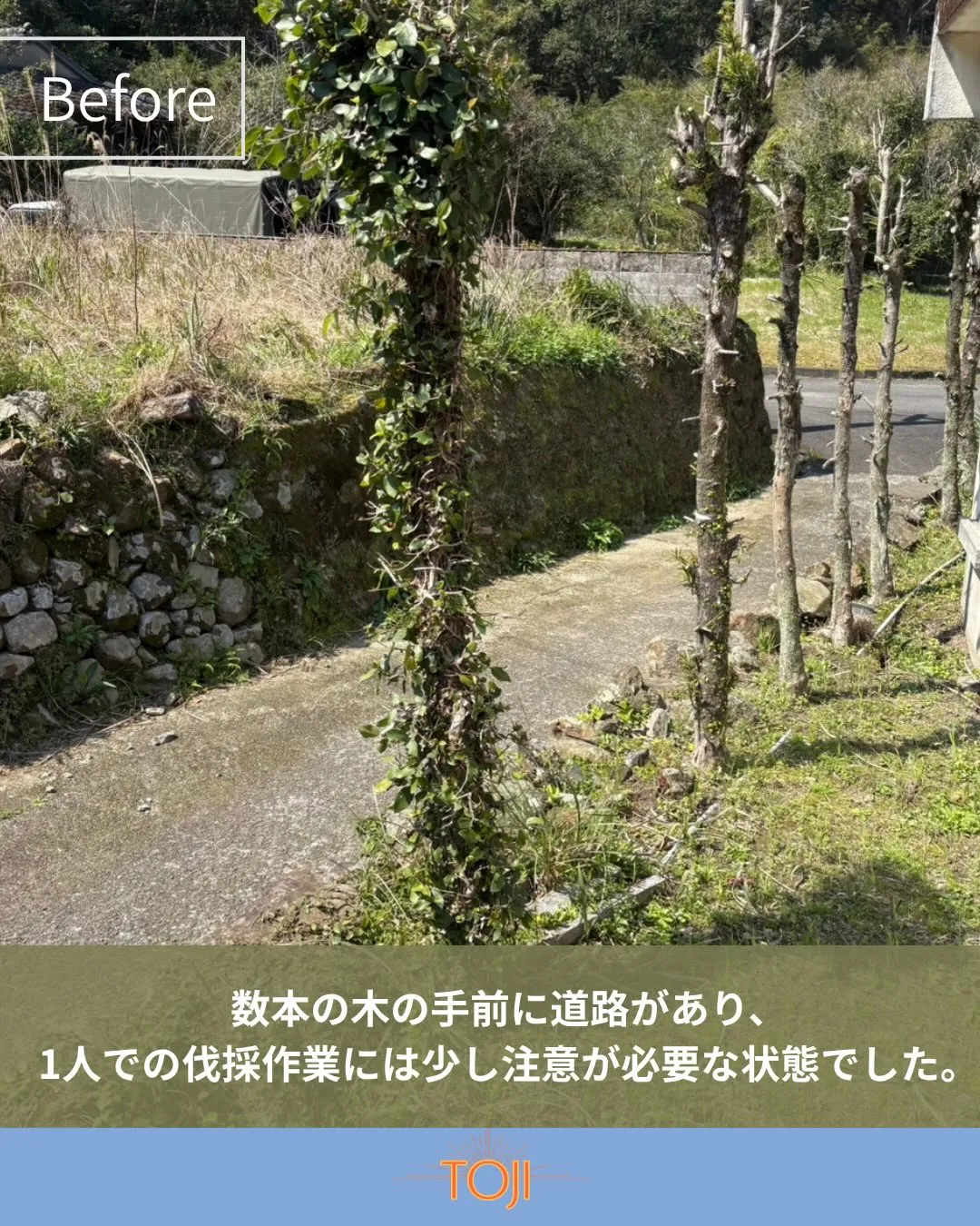 ✨【木の伐採前の様子】✨