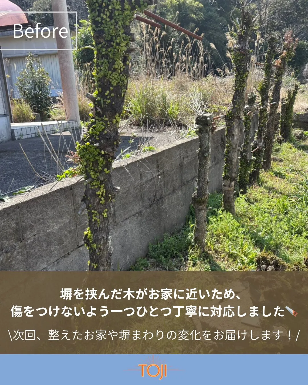 ✨【木の伐採前の様子】✨